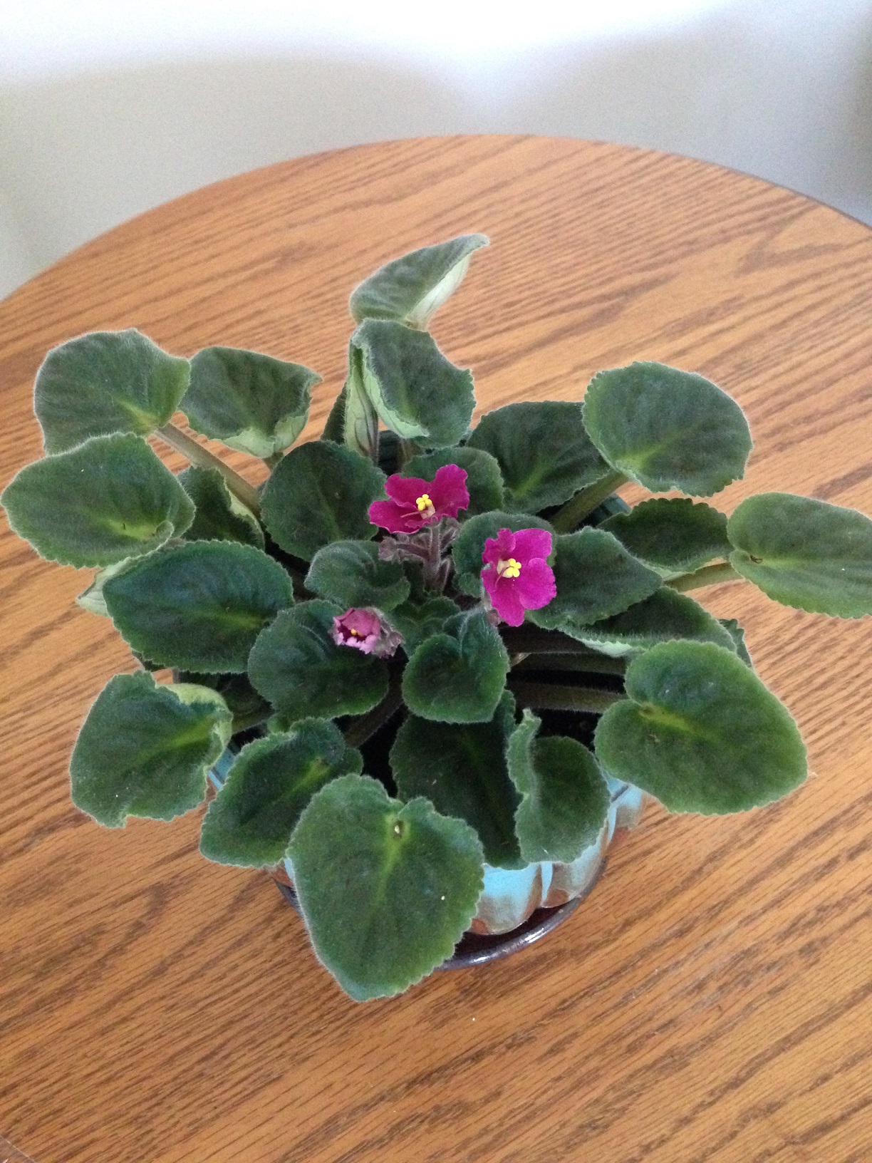 African Violet Plant Photo